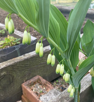 Polygonatum odoratum 'Kew Form' 